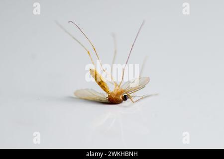 Eine Nahaufnahme einer toten Common House-Mücke, Culex pipipiens Stockfoto