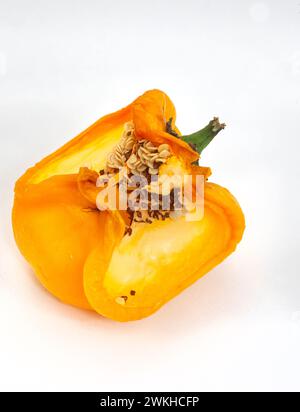 Verdorbener gelber Paprika ist offen, isoliert auf weiß mit Kopierraum Stockfoto