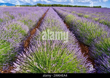 Anbau von Lavendel, Lavendel in Blüte, Valensole, Alpes-de-Haute-Provence, Provence-Alpes-Côte d'Azur, Frankreich, Europa Stockfoto
