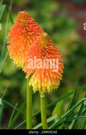 Kniphofia rooperi, Roopers glühender Poker, rote Blumen verfärben sich im Spätsommer Stockfoto