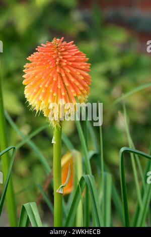 Kniphofia rooperi, Roopers glühender Poker, rote Blumen verfärben sich im Spätsommer Stockfoto