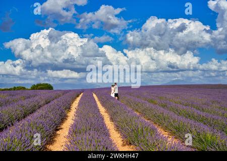 Anbau von Lavendel, Lavendel in Blüte, Valensole, Alpes-de-Haute-Provence, Provence-Alpes-Côte d'Azur, Frankreich, Europa Stockfoto