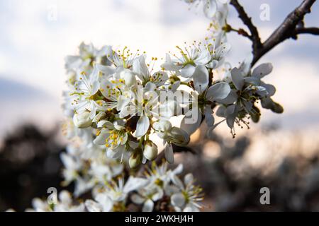 Prunus spinosa, weiße Sloe-Blüten im Frühling. Die Wildpflanze aus der Familie Rosaceae produziert im Spätherbst essbare Beeren. Stockfoto
