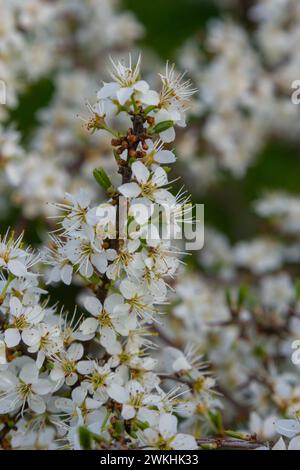 Prunus spinosa, weiße Sloe-Blüten im Frühling. Die Wildpflanze aus der Familie Rosaceae produziert im Spätherbst essbare Beeren. Stockfoto