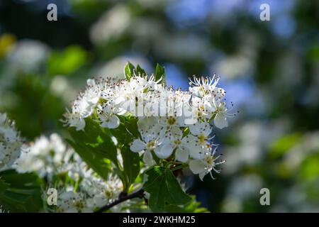 Nahaufnahme eines Zweigs von midland-Weissdorn oder Crataegus laevigata mit einem verschwommenen Hintergrund, der im Garten von Kräutern und Heilpflanzen fotografiert wurde. Stockfoto