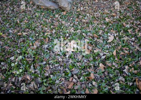 Ein Blick von oben auf das mit getrockneten Blättern bedeckte Gras auf dem Boden Stockfoto