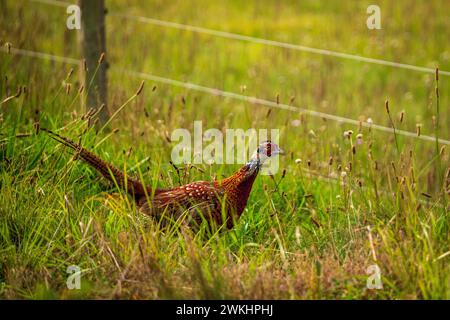 Porträt eines Fasanenhahns im Naturpark an der Ostsee. Stockfoto