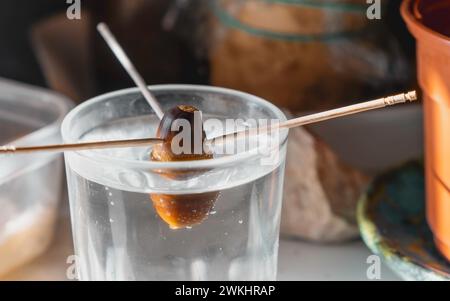 Prozess des Anbaus von Avocado aus Samen mit Stäben in Glas Wasser auf dem Tisch Stockfoto