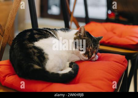 Niedliche weiße und graue Katze, die auf einem Kissen in einem Straßencafe in Budva Old Town, Montenegro schläft. Porträt einer Straßenkatze. Stockfoto