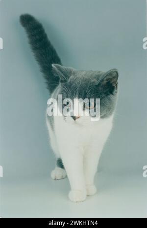 British Kurzhaar Bicolour Blue and White Walking BSH Stockfoto