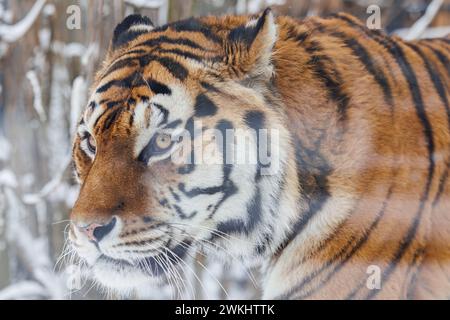 Nahaufnahme des Tigergesichts im Winter Stockfoto