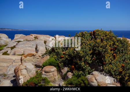 banksia praemorsa (Banksia praemorsa), Sträucher mit Blütenstacheln, die auf Granitfelsen wachsen, Südwesten Australiens Stockfoto