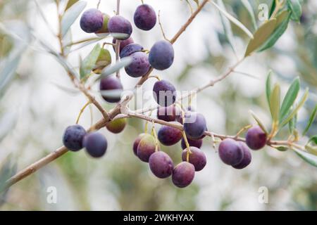 Schwarze, violette, grüne Oliven auf einem Olivenzweig in Monteriggioni, Provinz Siena, Toskana, Italien Stockfoto