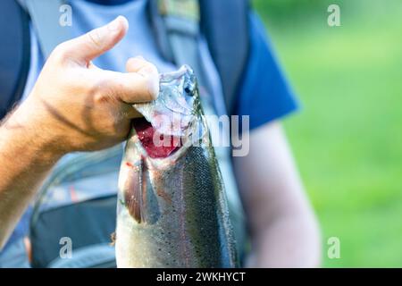 Eine frisch gefangene Regenbogenforelle, präsentiert von einem Fischer, einem Forellenangler, der den Fisch an den Kiemen hält. Nahaufnahme, Fokus auf Hand und Kiemen. Stockfoto