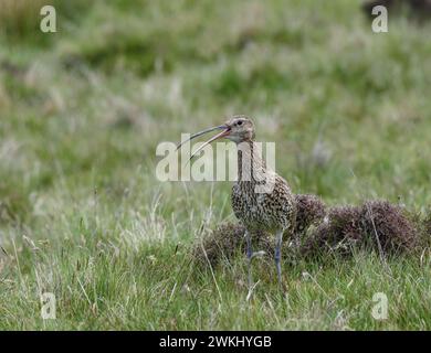 Eurasischer Brachvogel Numenius arquata, rufend, stehend in rauem Grasland am Rande des Heidemoors, Bruthabitat, Juni. Stockfoto