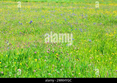 Grüne Wiese voller bunter Blumen, Klee, Gänseblümchen. Vollformataufnahme. Stockfoto