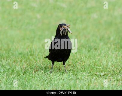 Eurasische Amsel Turdus merula, männlich mit Schnabel voller Insektenlarven zur Jungfütterung, gesammelt auf Gartenrasen, Juni. Stockfoto