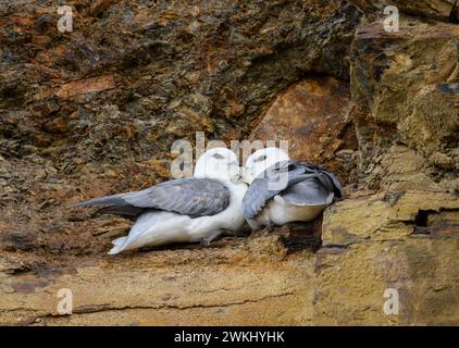 Nördlicher Fulmar Fulmarus glazialis, ein Paar, das zusammen auf einer Eisenklippe sitzt, März. Stockfoto