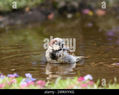 Haus Spatzen Passer domesticus, Mann baden im Gartenteich, Juni. Stockfoto