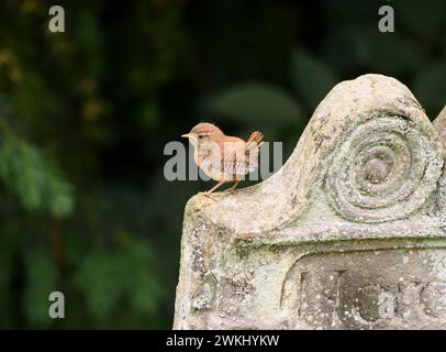 Winterzorn Troglodytes troglodytes troglodytes, Jugendlicher auf Grabstein auf dem Dorffriedhof, Juli. Stockfoto