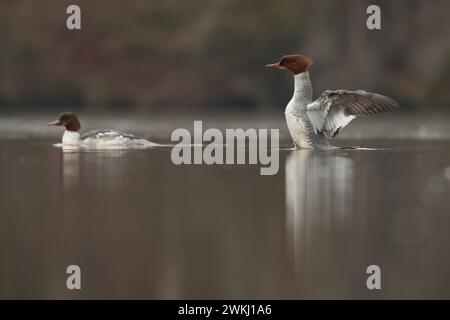 Goosanders überwintern auf dem Teich Stockfoto