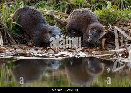 Otter auf dem englischen Fluss Stockfoto