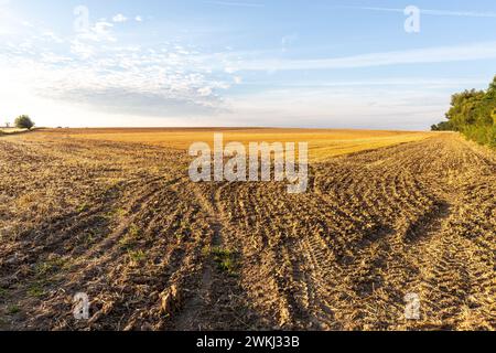 Kürzlich gemähtes Weizenfeld im Licht eines Sommermorgens Stockfoto