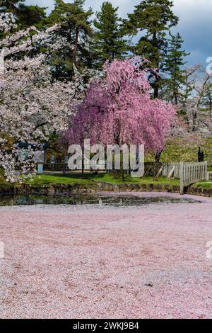 Wunderschöne rosafarbene Blüten der blühenden Kirschblüte und ein schwimmendes Blütenblatt-Floß während der Blüte (Hirosaki, Japan) Stockfoto