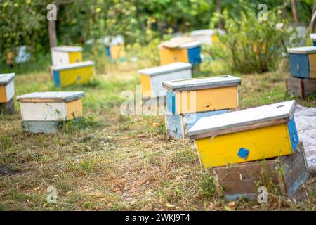 Im Garten platzierte Nucleus-Bienenstöcke fördern die Entwicklung neuer Bienenpopulationen im Sommer. Bienenzuchttechniken und Koloniemanagement Co Stockfoto