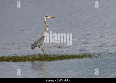 Graureiher, Ardea cinerea, Loch Lomond, Schottland Stockfoto