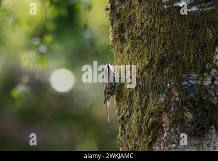 Treecreeper, Certhia familiaris, hoch oben auf moosigem Baum, Loch Lomond, Schottland. Stockfoto