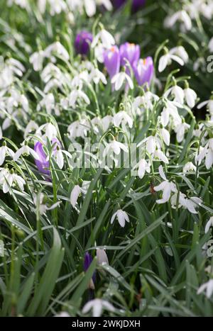 Galanthus nivalis - Schneeglöckchen und Krokus im Frühling Stockfoto