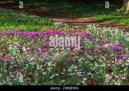 Teppich mit Blumen, Schneeglöckchen, Zyklamen und Krokussen im Februar in den Colesbourne Park Gardens in Gloucestershire, England, Großbritannien Stockfoto