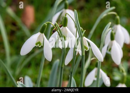 Galanthus „Winifrede Mathias“ Schneeglöckchen blüht im Februar in einem Garten, England, Großbritannien Stockfoto