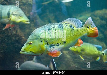 Cichla ocellaris ist ein fleischfressender Süßwasserfisch aus dem Amazonasgebiet und dem Orinoco. Stockfoto