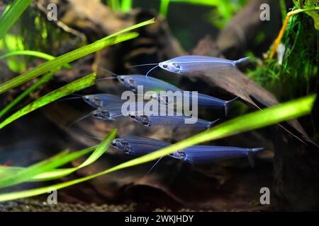 Glaswelse (Kryptopterus bicirrhis) ist ein transparenter Süßwasserfisch, der in südostasiatischen Flüssen beheimatet ist. Stockfoto