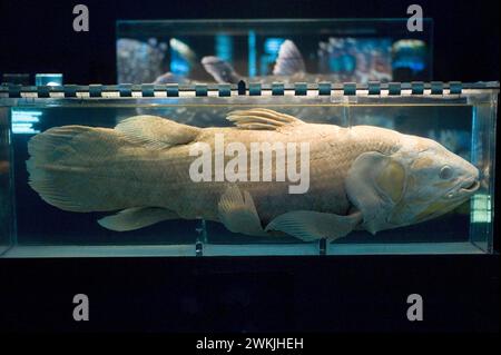 Konserviertes Exemplar von Quastenflosse (Latimeria chalumnae). Coelacanth ist eine vom Aussterben bedrohte Spezies, die im mosambikanischen Kanal beheimatet ist. Stockfoto