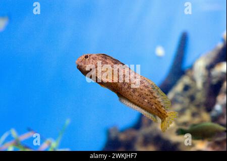 Shanny oder Blenny (Liprophys pholis oder Blennius pholis) ist ein allesfressender Meeresfisch, der im westlichen Mittelmeer und im Nordosten des Atlantiks beheimatet ist Stockfoto