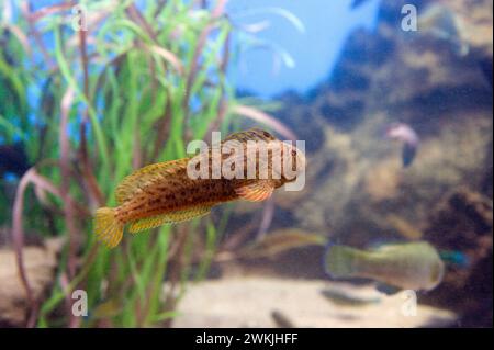 Shanny oder Blenny (Liprophys pholis oder Blennius pholis) ist ein allesfressender Meeresfisch, der im westlichen Mittelmeer und im Nordosten des Atlantiks beheimatet ist Stockfoto