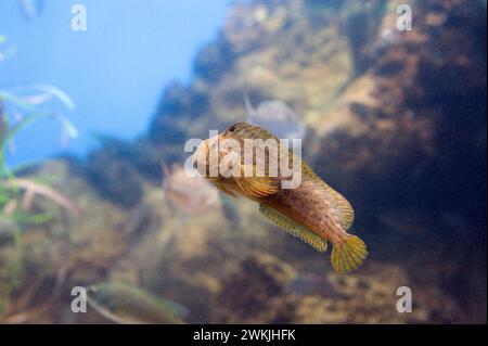 Shanny oder Blenny (Liprophys pholis oder Blennius pholis) ist ein allesfressender Meeresfisch, der im westlichen Mittelmeer und im Nordosten des Atlantiks beheimatet ist Stockfoto