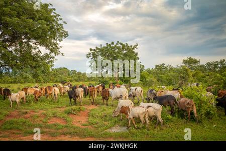 Eine große Herde von Maasai Zebu (bos taurus indicus) Rindern, die von Menschen des Maasai-Stammes in der Nähe von Morogoro in Tansania gehalten werden. Stockfoto