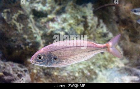 Die Achselbrasse (Pagellus acarne) ist ein Meeresfisch, der im Mittelmeer und im Ostatlantik beheimatet ist. Stockfoto