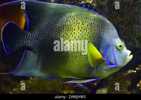 Französischer Engelfisch (Pomacanthus paru) ist ein Meeresfisch, der in gemäßigten und tropischen Gewässern des westlichen Atlantiks beheimatet ist. Stockfoto