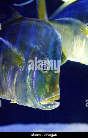 Lookdown (Selene vomer) ist ein Meeresfisch, der im westlichen Atlantischen Ozean von Kanada bis Uruguay beheimatet ist. Stockfoto