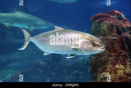 Großer Amberjack (Seriola dumerili) ist ein Meeresfisch, der in tropischen und subtropischen Gewässern der Welt beheimatet ist. Stockfoto