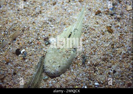 Der Atlantische Sterngucker (Uranoscopus scaber) ist ein bioelektrogenetischer Meeresfisch, der in den Küsten des Mittelmeers und des Ostatlantiks beheimatet ist. Stockfoto