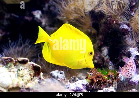 Yellow tang (Zebrasoma flavescens) ist ein Meeresfisch, der in den Korallenriffen des Pazifischen Ozeans beheimatet ist. Stockfoto