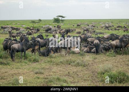 Tansanie. Februar 2024. © Mathieu Herduin/MAXPPP - 14/02/2024 des gnous dans le parc naturel du Serengeti de Tanzanie le 14 février 2024. - Safari Tansanie - februar 2024. safari in Tansania Credit: MAXPPP/Alamy Live News Stockfoto