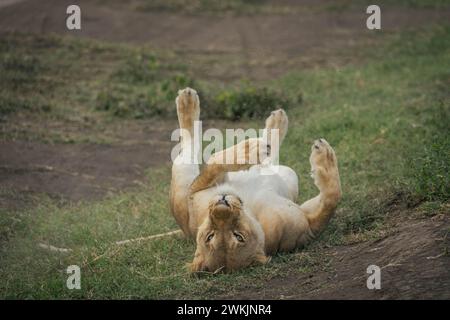 Tansanie. Februar 2024. © Mathieu Herduin/MAXPPP - 14/02/2024 Une lionne dans le parc naturel du Serengeti de Tanzanie le 14 février 2024. - Safari Tansanie - februar 2024. safari in Tansania Credit: MAXPPP/Alamy Live News Stockfoto