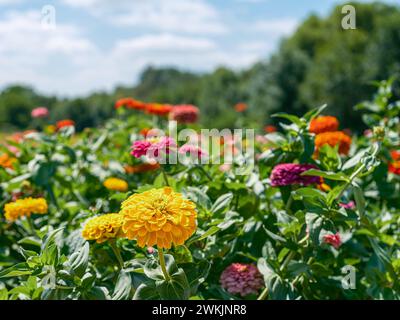 Ein Blumenfeld mit wilden Chrysanthemen Blüte mit lebendigen Farben Stockfoto
